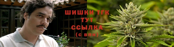 индика Новодвинск